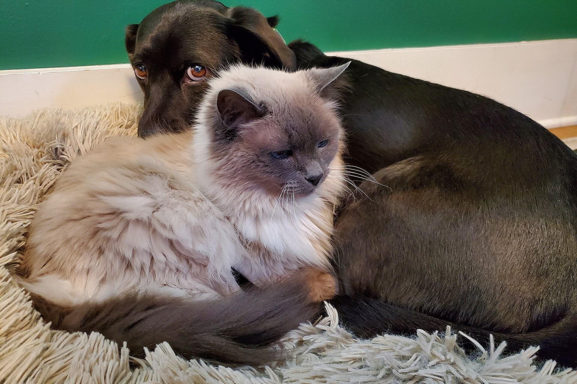 Cães e gatos — linhas BegPet
